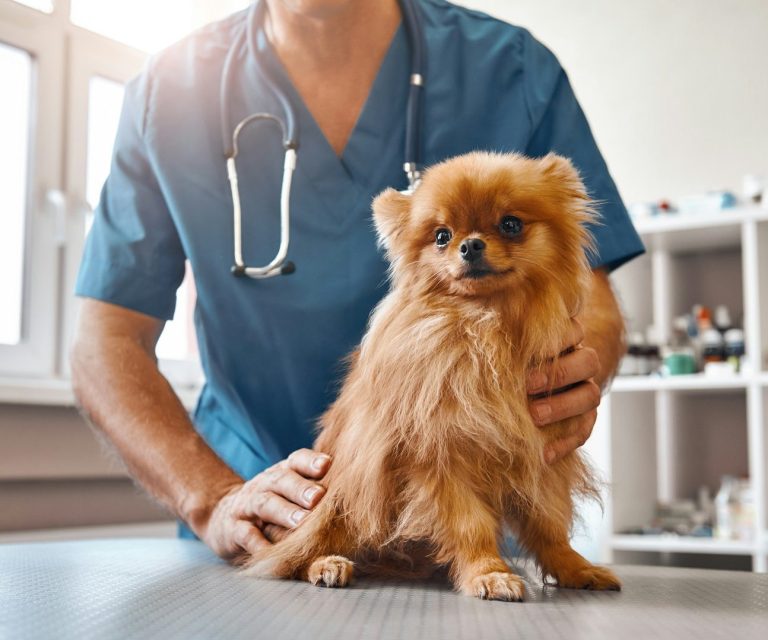Termin buchen Ein Hund vor einem Tierarzt auf dem Behandlungstisch